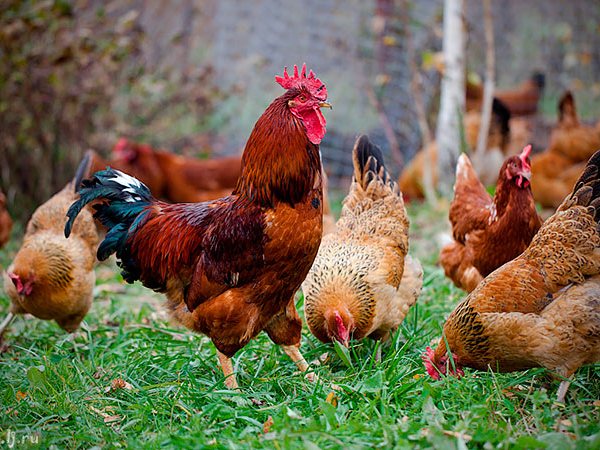 Породы куриц | ЗооТом - продажа, вязка и услуги для животных в Кольчугино