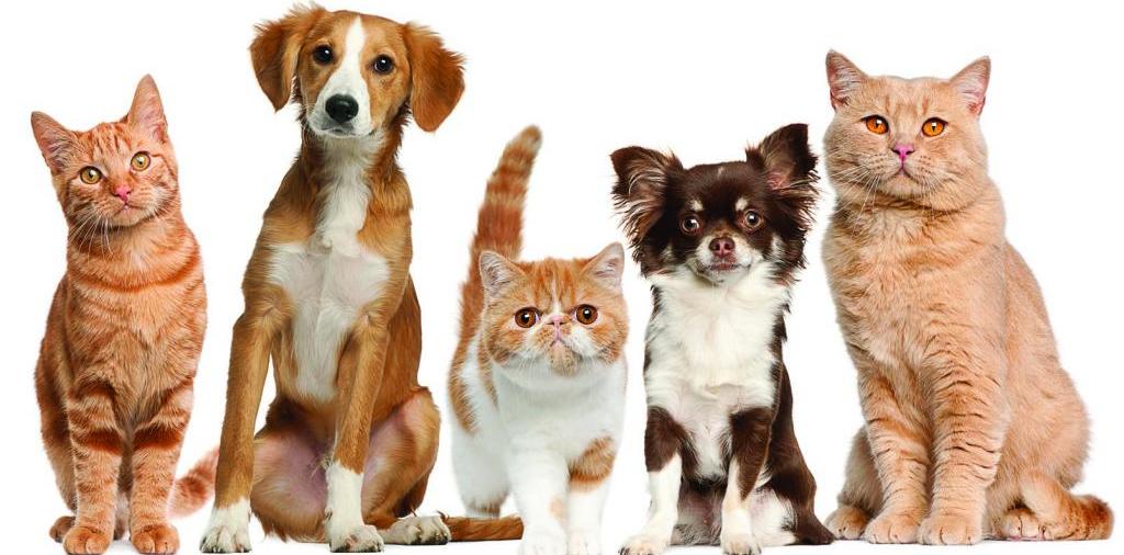 Доска объявлений о животных | ЗооТом - продажа, вязка и услуги для животных в Кольчугино