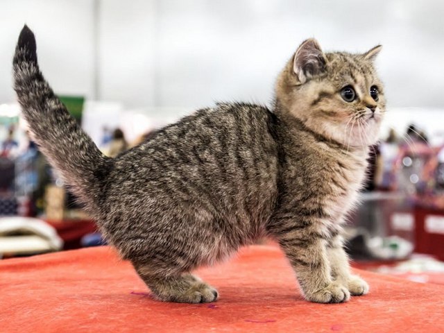 Породы кошек в Кольчугино | ЗооТом портал о животных