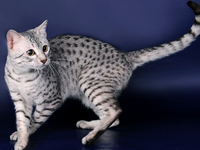 Породы кошек в Кольчугино | ЗооТом портал о животных