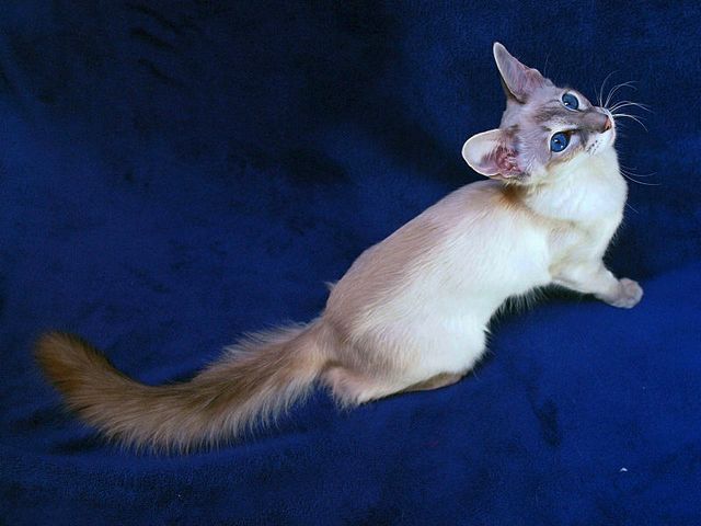 Выведенные породы кошек в Кольчугино | ЗооТом портал о животных