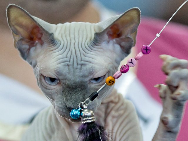 Выставки кошек в Кольчугино | ЗооТом портал о животных