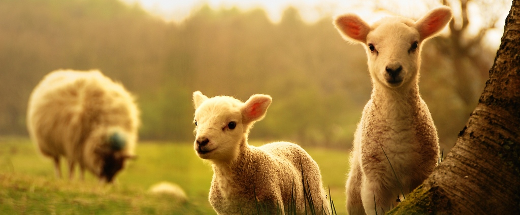Объявления о сельскохозяйственных животных | ЗооТом - продажа, вязка и услуги для животных в Кольчугино