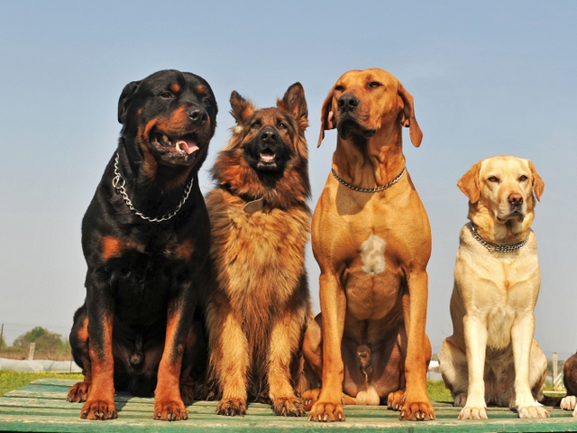 Крупные породы собак в Кольчугино | ЗооТом портал о животных