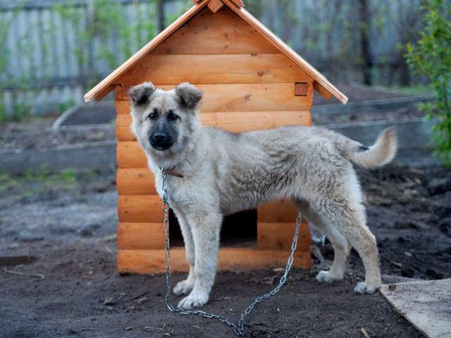 Все о собаках в Кольчугино
